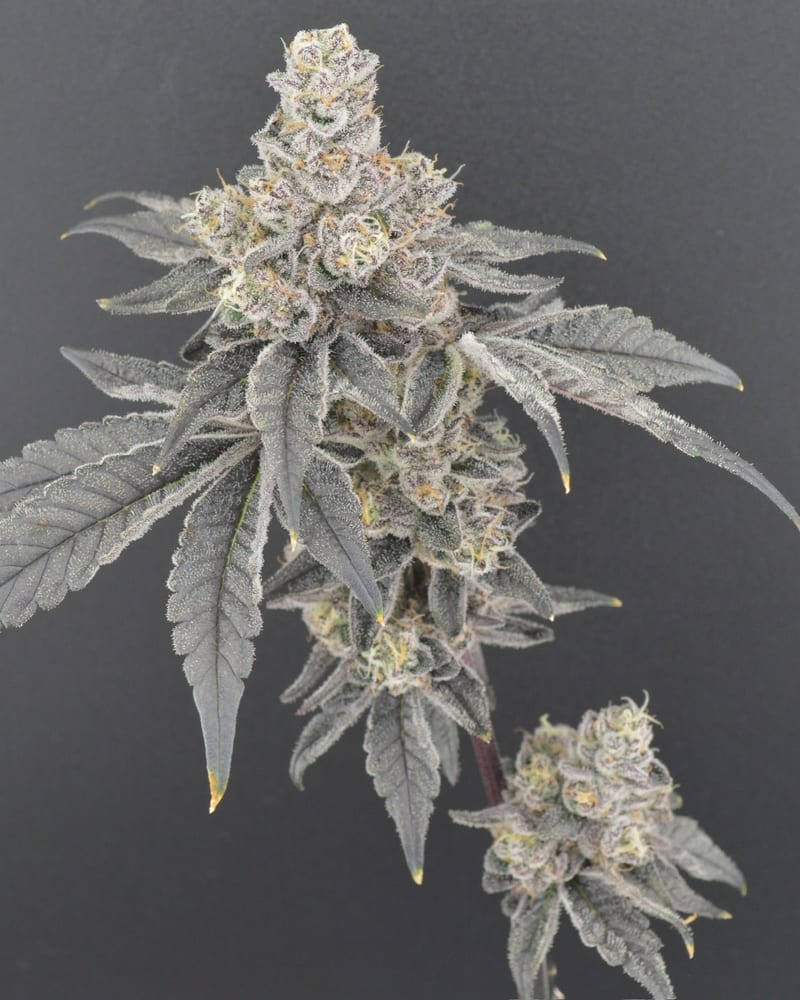 KAB Farms — family cultivation